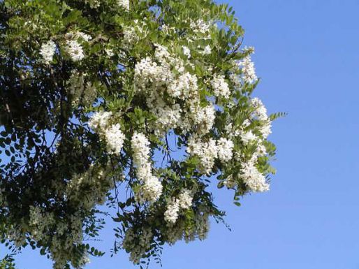 Trnovník bílý (akát)