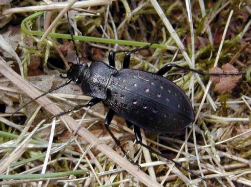 Střevlík zahradní