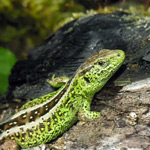 Kalendář akcí Muzea přírody Český ráj  od 1. 1. do 31. 12. 2017